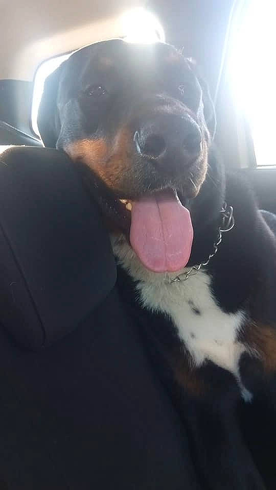 Rex a rejoint le concours — aidez-le/la à gagner de superbes lots ! ball, canidae, carnivore, collar, comfort, companion_dog, dog, dog_breed, fawn, fur, guard_dog, paw, sky, snout, sporting_group, tail, whiskers, window, working_animal, working_dog