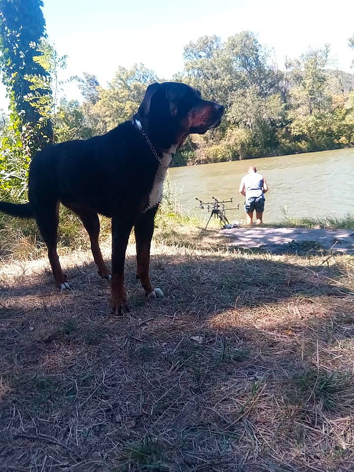 Rex a rejoint le concours — aidez-le/la à gagner de superbes lots ! borador, carnivore, dog, dog_breed, fawn, grass, guard_dog, labrador_retriever, landscape, mammal, plant, sky, soil, sporting_group, tail, tree, vertebrate, water, wilderness, working_animal