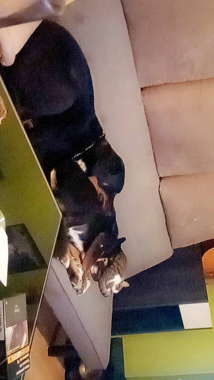 Peluche a rejoint le concours — aidez-le/la à gagner de superbes lots ! canidae, carnivore, dog, dog_breed, german_shepherd_dog, puppy, rottweiler, sporting_group