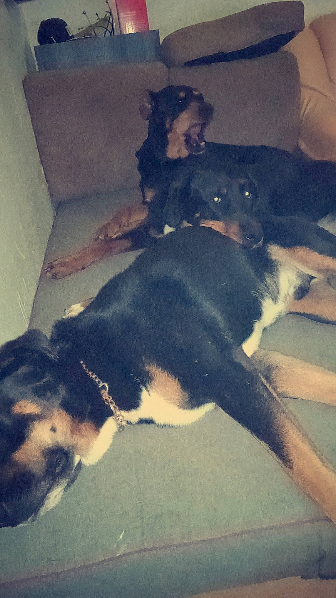 Peluche participe au concours pour gagner de l'argent avec cette photo : canidae, carnivore, dog, dog_breed, huntaway, mammal, rottweiler, transylvanian_hound, vertebrate, working_dog