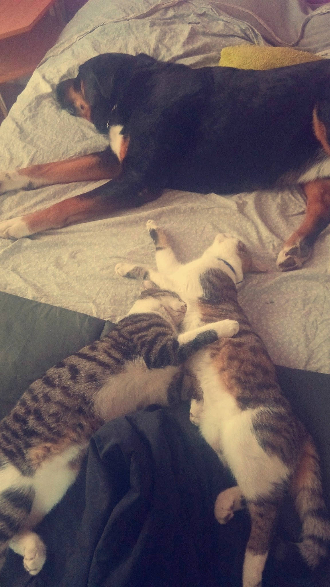 Peluche participe au concours pour gagner de l'argent avec cette photo : canidae, carnivore, cat, dog, dog_breed, felidae, puppy, tail