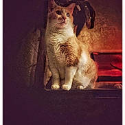 Elvis is registered to the contest to win money with this photo: cat, orange_and_white, sitting, feline, fur, moody_lighting, warm_light, shadow, texture, indoor, pet, animal, portrait, cozy, quiet, whiskers, ears, alert, still, calm