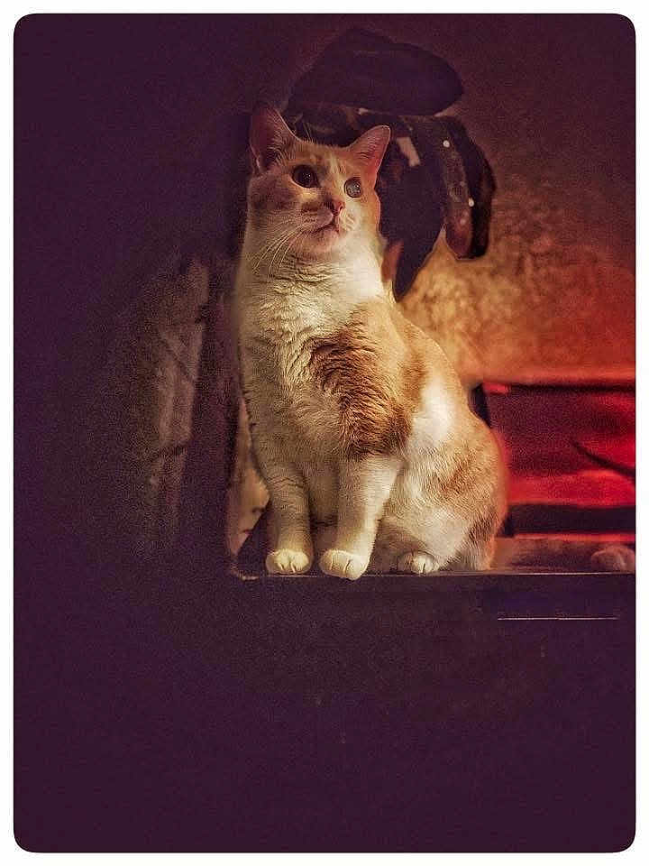 Elvis is registered to the contest to win money with this photo: cat, orange_and_white, sitting, feline, fur, moody_lighting, warm_light, shadow, texture, indoor, pet, animal, portrait, cozy, quiet, whiskers, ears, alert, still, calm