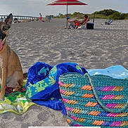 Zita Marie is registered to the contest to win money with this photo: beach, beach_bag, canine, collar, colorful, dog, leash, ocean, outdoor, people, pier, relaxing, sand, sitting, summer, sunbathing, tongue_out, towel, umbrella, vacation
