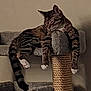 animal, cat, cat_tree, claws, comfort, cozy, domestic, feline, fur, home, indoor, lazy, paws, pet, relaxed, resting, sleepy, tabby, tail, whiskers