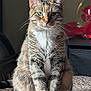 animal, blurred_background, cat, close_up, cozy, decor, feline, furniture, green_eyes, indoor, looking_at_camera, paws, pet, portrait, sitting, soft_light, striped_fur, tabby, whiskers, white_chest