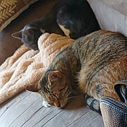 Snuggles is registered to the contest to win money with this photo: animal, blanket, cat, closeup, comfort, couch, cozy, domestic_cat, fur, furniture, gray_cat, home, indoor, pet, quiet, relaxation, resting, sleeping, tabby_cat, two_cats