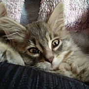 Whiskers is registered to the contest to win money with this photo: animal, cat, close_up, clothing, cute, ears, face, furry, fuzzy, gray, indoor, jacket, kitten, pet, resting, soft_texture, sweater, tabby, whiskers, young