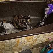 Vanille participe au concours pour gagner de l'argent avec cette photo : cat, tortoiseshell_cat, bathtub, bathroom, marble_tiles, purple_bath_sponge, mat, soap_dispenser, floor, pet, animal, indoor, curious, sitting, vintage, household, tile_wall, cleaning_supplies, container, round_object