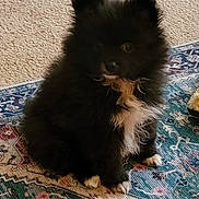 Shadow is registered to the contest to win money with this photo: puppy, dog, black_fur, white_fur, fluffy, pet, indoor, carpet, patterned_rug, sitting, cute, animal, small_dog, fur, paw, domestic_animal, young_dog, home, mammal, companion