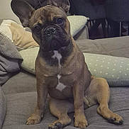 Achille participe au concours pour gagner de l'argent avec cette photo : dog, french_bulldog, pet, indoor, couch, cushion, living_room, brown, cute, sitting, animal, ears, face, paw, fur, domestic_animal, companion, portrait, canine, household