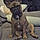 Achille