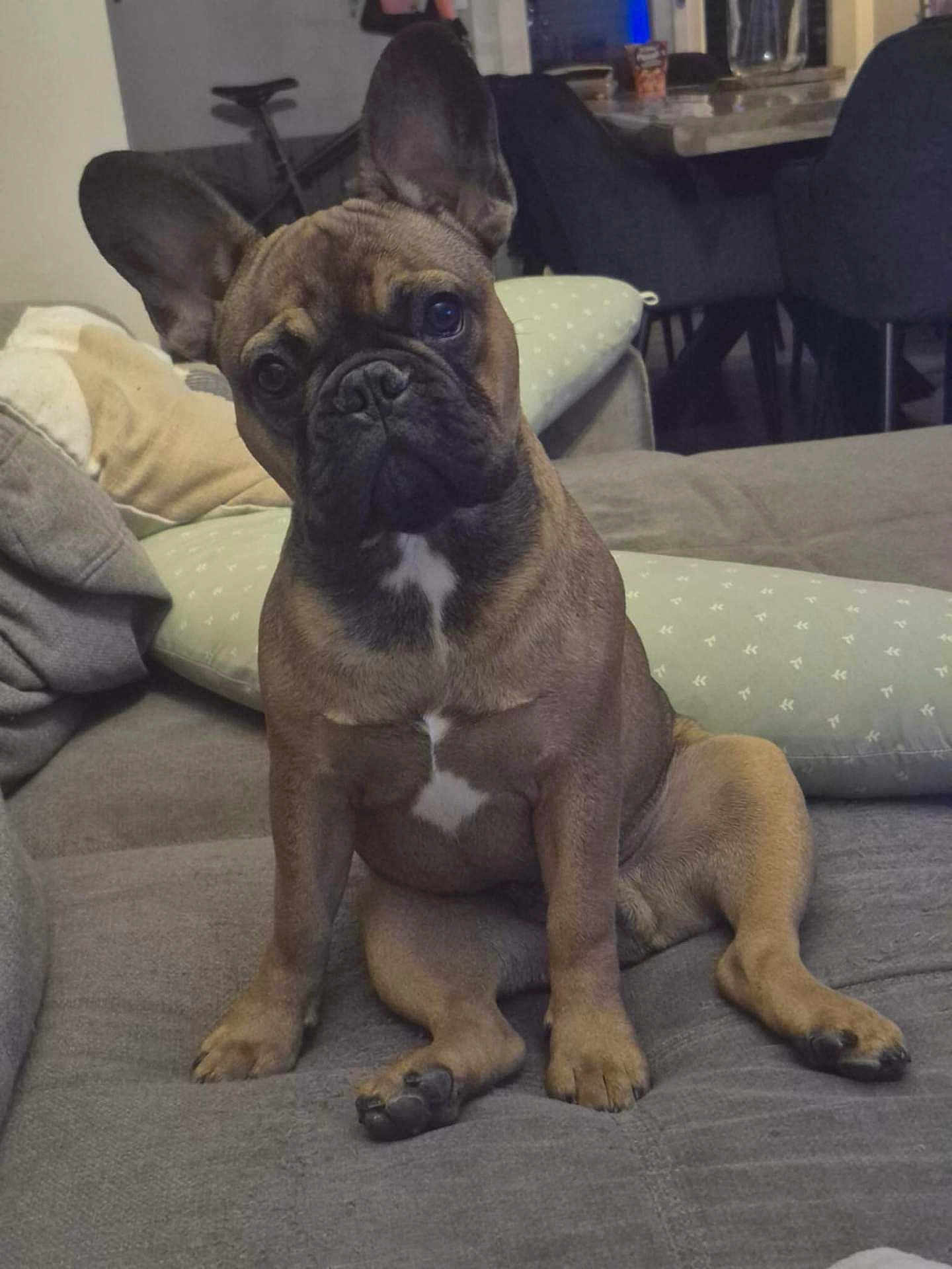 Achille participe au concours pour gagner de l'argent avec cette photo : dog, french_bulldog, pet, indoor, couch, cushion, living_room, brown, cute, sitting, animal, ears, face, paw, fur, domestic_animal, companion, portrait, canine, household