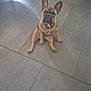 Achille participe au concours pour gagner de l'argent avec cette photo : dog, puppy, french_bulldog, sitting, floor, tile, indoor, pet, ears, brown, curious, looking_up, cute, animal, companion, small, young, canine, domestic, adorable