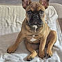 dog, puppy, french_bulldog, pet, cute, animal, ears, sitting, blanket, indoor, fur, paw, nose, face, looking, adorable, young, companion, domestic, canine