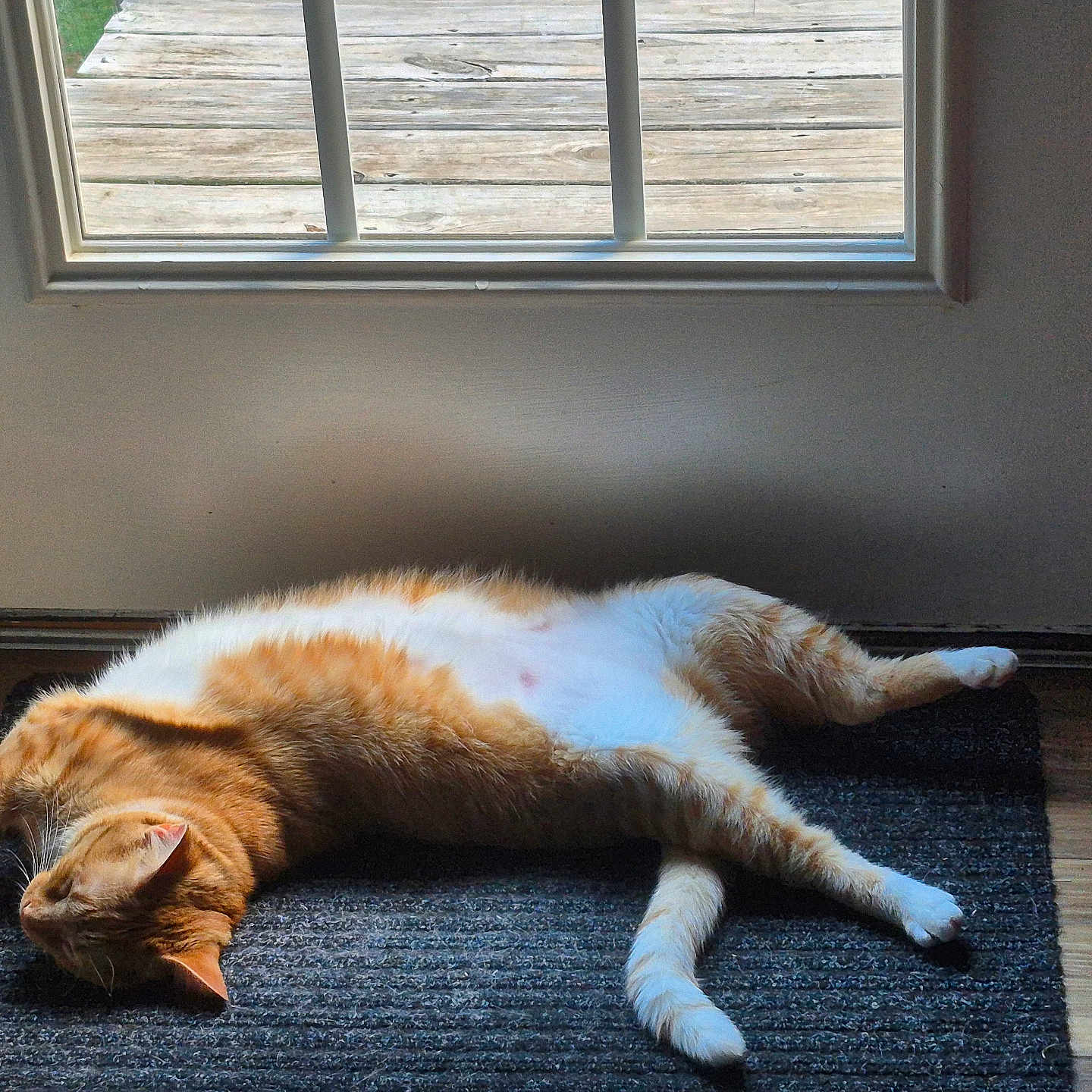 Julias joined the competition — help win amazing prizes! cat, orange_cat, white_cat, indoor, door, window, sunlight, relaxing, lying_down, floor, rug, pet, animal, sleeping, domestic_cat, cozy, home, wood_floor, resting, feline