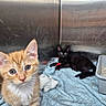 kitten, cat, orange_tabby, black_cat, blue_blanket, litter_box, toy, metal_enclosure, indoor, animal, pet, cute, young, fur, whiskers, eyes, ears, resting, curious, small