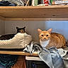 Julias joined the competition — help win amazing prizes! cat, pet_bed, towel, wooden_shelf, orange_cat, calico_cat, indoor, pet_bowls, stacked_towels, household, cozy, feline, resting, curious, looking_at_camera, soft_texture, sitting, domestic, animal, shelf