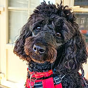 Lila participe au concours pour gagner de l'argent avec cette photo : animal, black_dog, canine, close_up, curly_fur, cute, dog, domestic_animal, door, ears, expression, fur, leash, nose, outdoor, pet, portrait, red_harness, whiskers, window