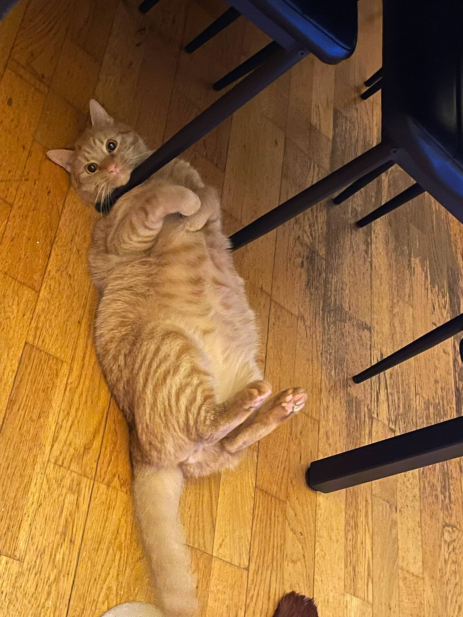 Simba a rejoint le concours — aidez-le/la à gagner de superbes lots ! carnivore, cat, fawn, felidae, floor, flooring, hardwood, human_leg, laminate_flooring, line, paw, plywood, small_to_medium_sized_cats, snout, tail, varnish, whiskers, wood, wood_flooring, wood_stain