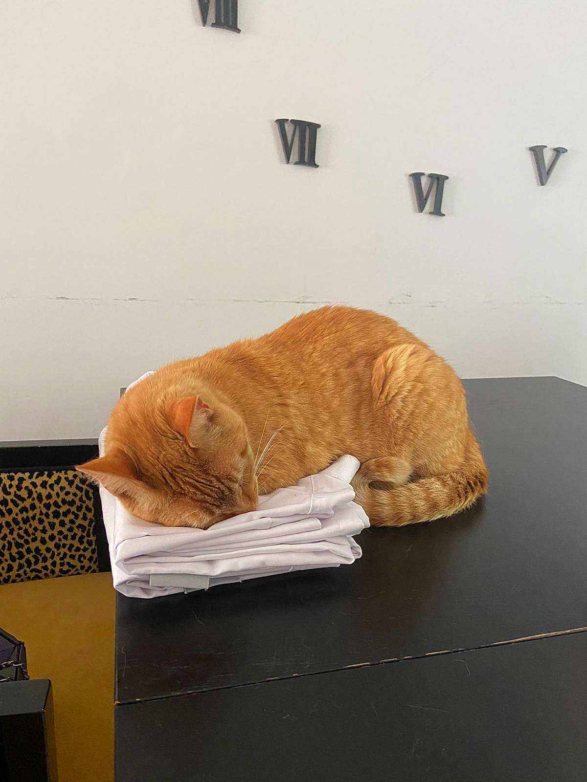 Simba a rejoint le concours — aidez-le/la à gagner de superbes lots ! art, artifact, box, carving, comfort, flooring, fur, hardwood, linens, nap, paper, rock, room, sculpture, tail, visual_arts, window, wood