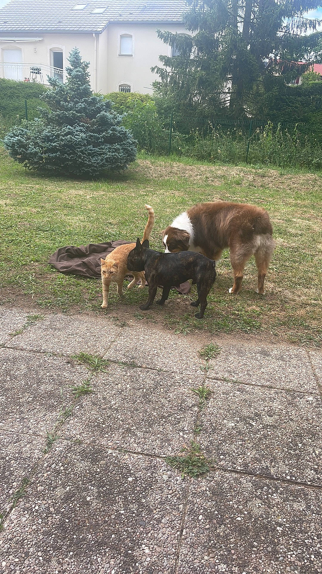 Simba participe au concours pour gagner de l'argent avec cette photo : carnivore, dog_breed, fawn, goat, goats, grass, grazing, groundcover, landscape, livestock, pasture, plant, road_surface, sporting_group, tail, terrestrial_animal, tree, wildlife, window, working_animal