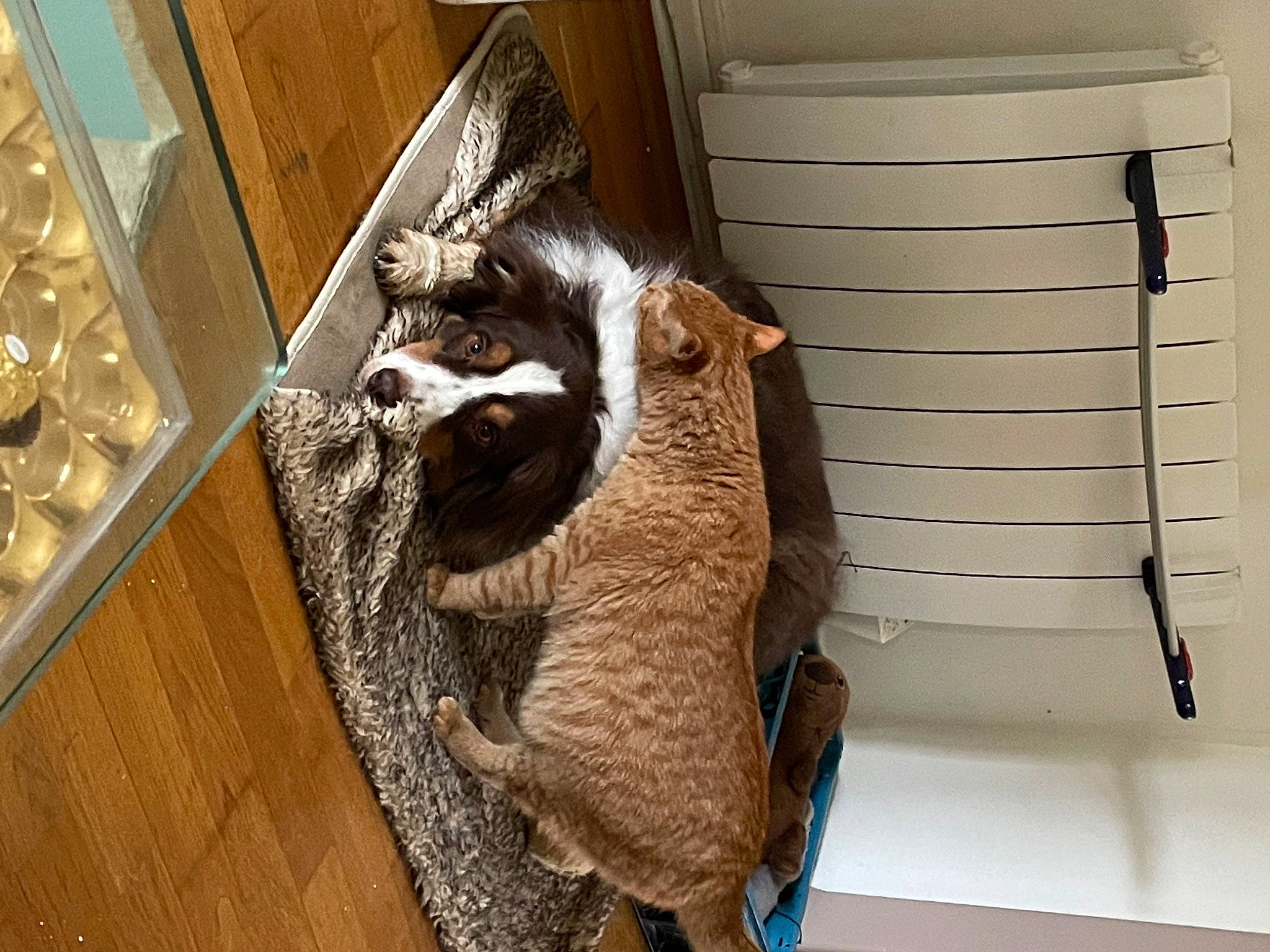 Simba participe au concours pour gagner de l'argent avec cette photo : box, cardboard, carnivore, cat, cat_supply, domestic_short_haired_cat, drawer, felidae, flooring, fur, hardwood, metal, pet_supply, room, shelf, shelving, small_to_medium_sized_cats, tail, whiskers, wood