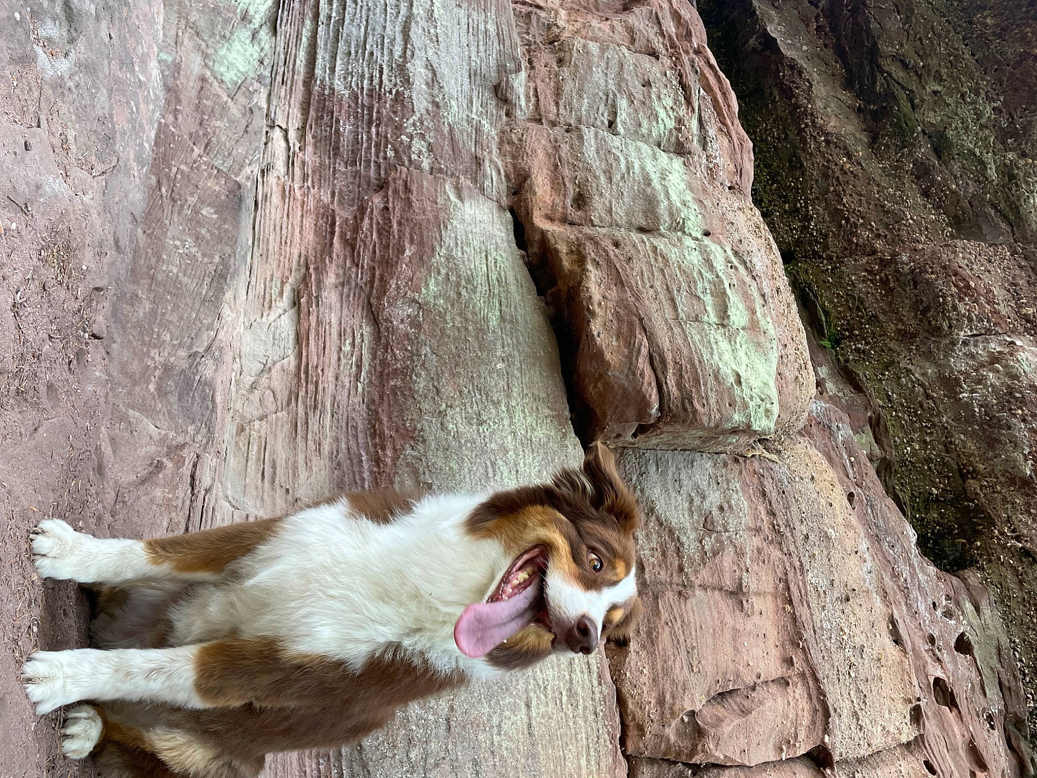 Izy participe au concours pour gagner de l'argent avec cette photo : canidae, carnivore, cat, collar, companion_dog, dog, dog_breed, domestic_short_haired_cat, fawn, felidae, fur, plant, small_to_medium_sized_cats, sporting_group, tail, tree, trunk, whiskers, wildlife, wood