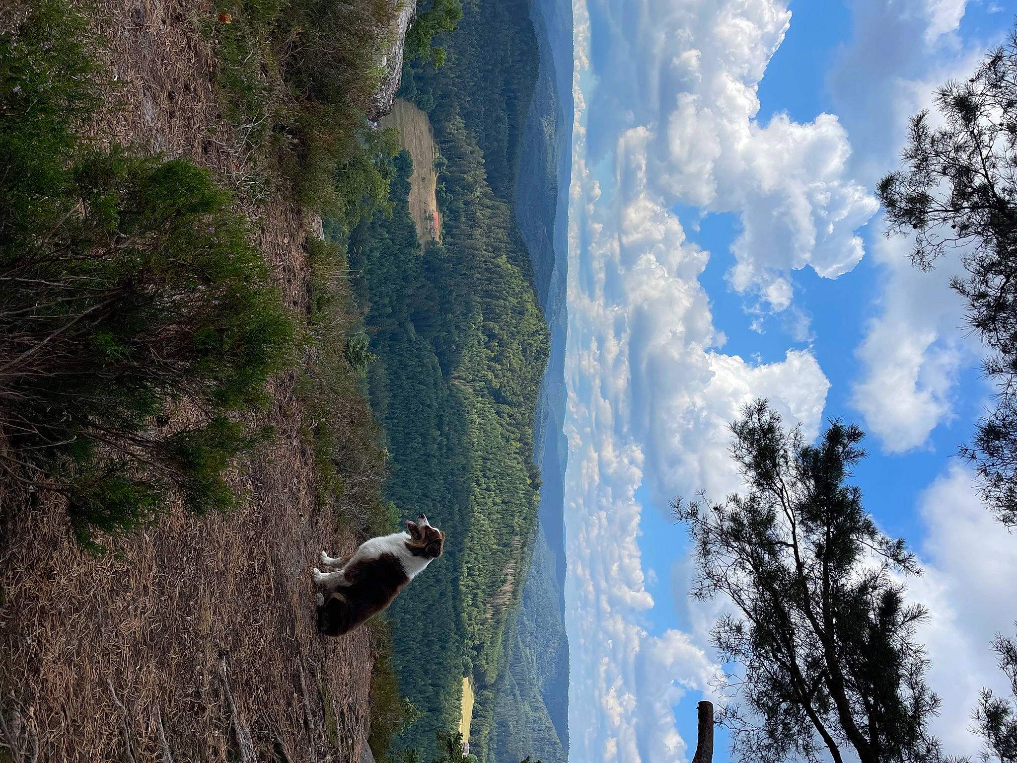 Izy participe au concours pour gagner de l'argent avec cette photo : adventure, biome, cloud, cumulus, forest, formation, landscape, mountain, natural_landscape, nature, outdoor_recreation, plant, recreation, sky, sport_climbing, terrain, tree, trunk, vegetation, wood