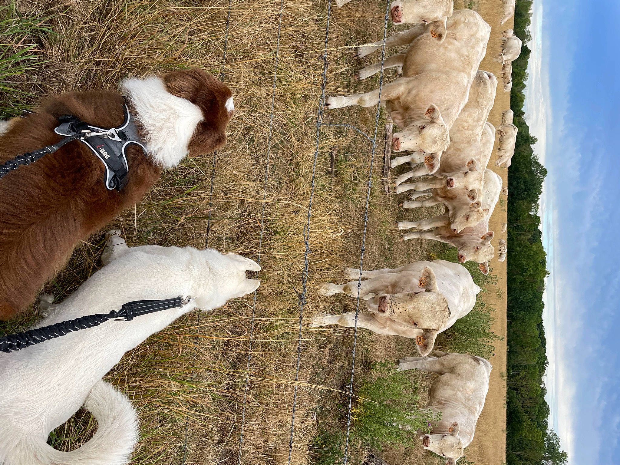 Roxy a rejoint le concours — aidez-le/la à gagner de superbes lots ! carnivore, cloud, collar, companion_dog, dog, dog_breed, fawn, fur, grass, liver, mammal, plant, sky, snout, tail, tree, trunk, vertebrate, wood, working_animal