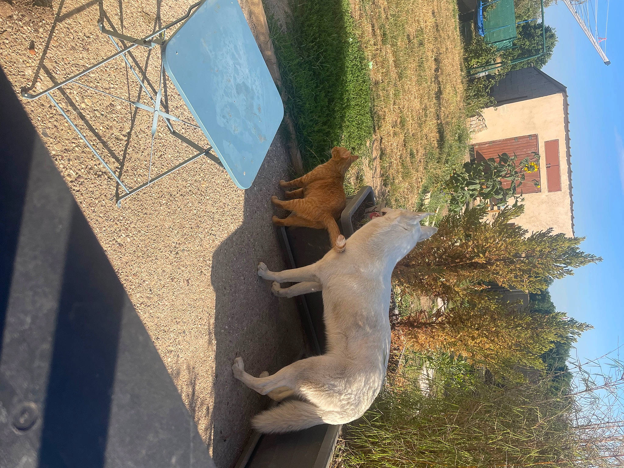 Roxy participe au concours pour gagner de l'argent avec cette photo : art, biome, blue, branch, building, facade, green, material_property, plant, sculpture, sky, tree, trunk, twig, urban_design, wall, window, wood, woody_plant, world