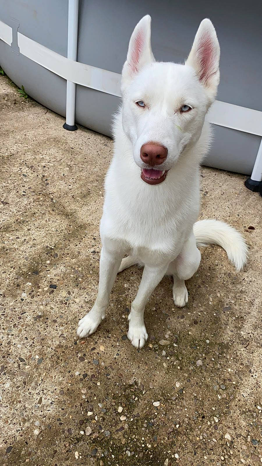 Roxy a rejoint le concours — aidez-le/la à gagner de superbes lots ! ancient_dog_breeds, canidae, carnivore, companion_dog, dog, dog_breed, fang, foot, fur, grass, non_sporting_group, paw, soil, sporting_group, tail, terrestrial_animal, working_animal, working_dog