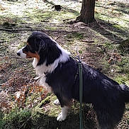 Uban participe au concours pour gagner de l'argent avec cette photo : dog, forest, tree, moss, stump, leash, sunlight, nature, outdoor, animal, canine, fur, black, white, brown, standing, alert, wilderness, scenery, daytime