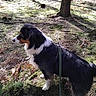 dog, forest, tree, moss, stump, leash, sunlight, nature, outdoor, animal, canine, fur, black, white, brown, standing, alert, wilderness, scenery, daytime