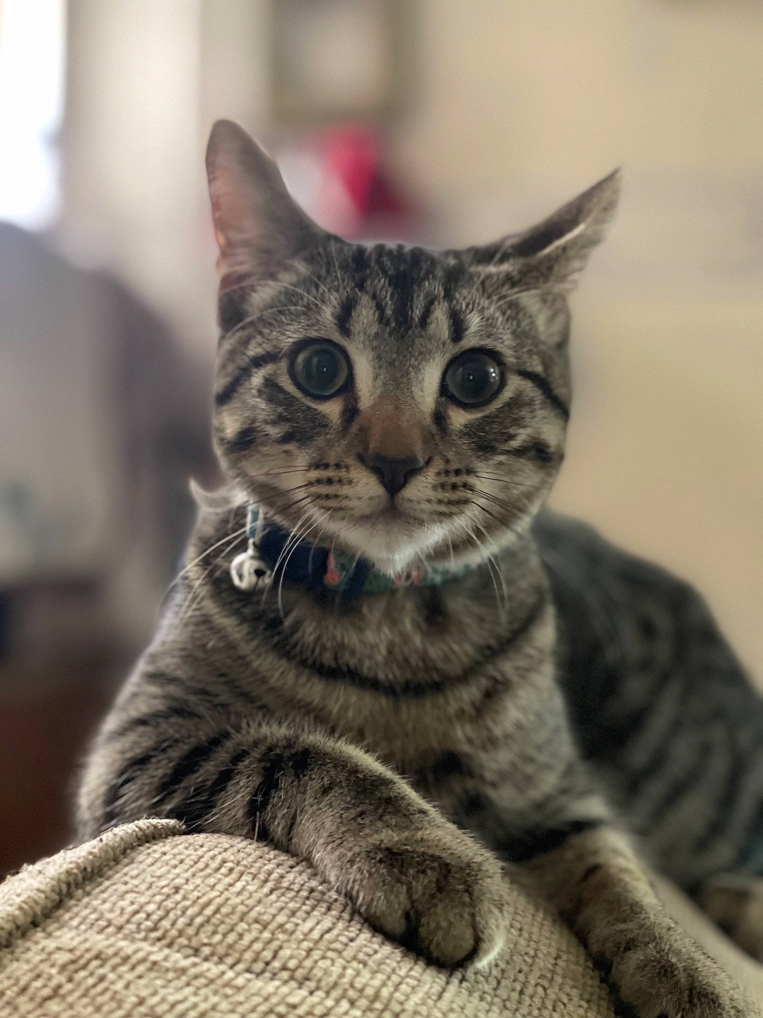 Binx is registered to the contest to win money with this photo: carnivore, cat, domestic_short_haired_cat, felidae, fur, grey, paw, sitting, small_to_medium_sized_cats, snout, terrestrial_animal, tree, whiskers, wildlife, window