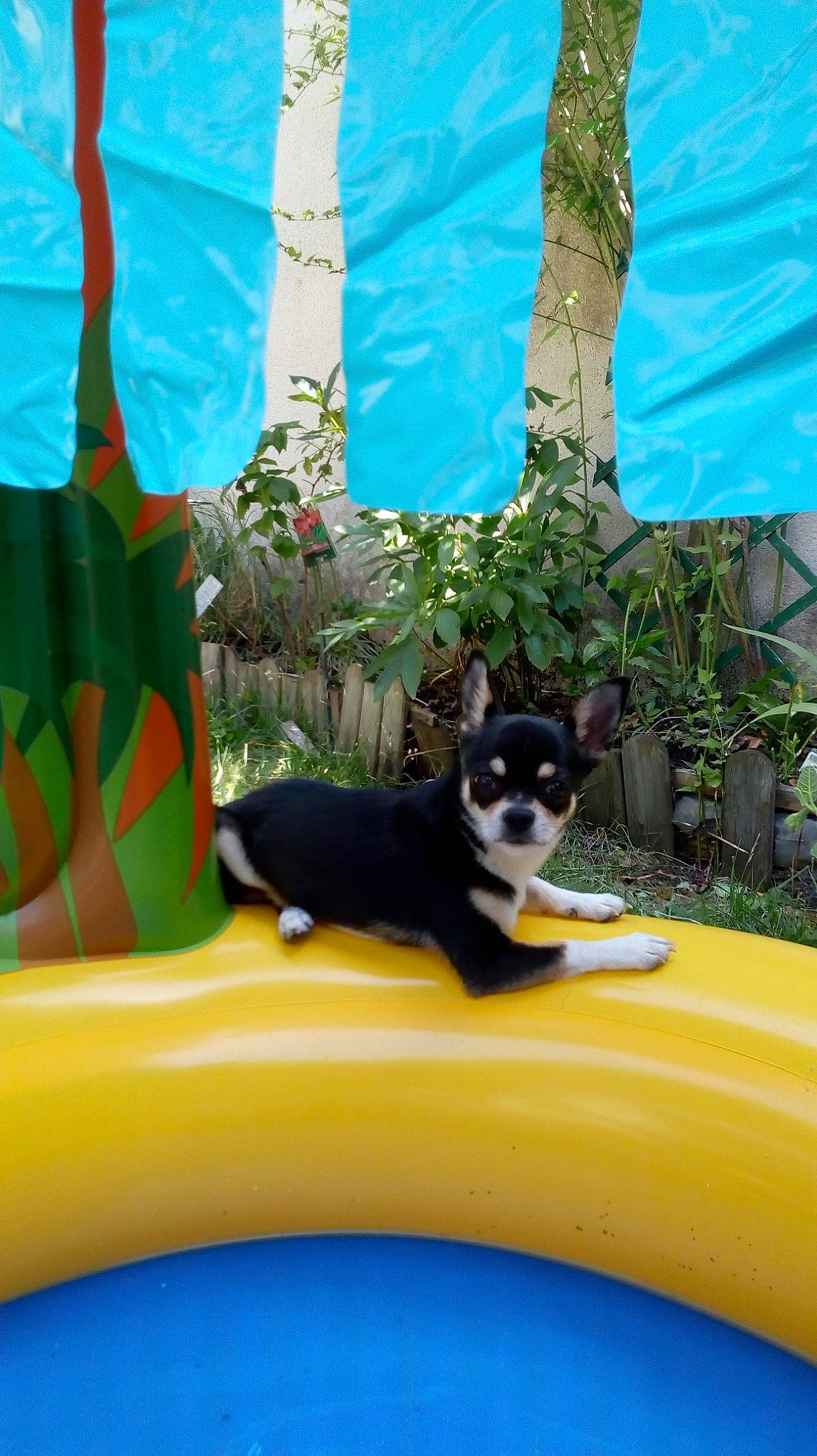 Capone a rejoint le concours — aidez-le/la à gagner de superbes lots ! canidae, carnivore, chihuahua, companion_dog, dog, dog_breed, games, leisure, outdoor_play_equipment, play, puppy, toy_dog