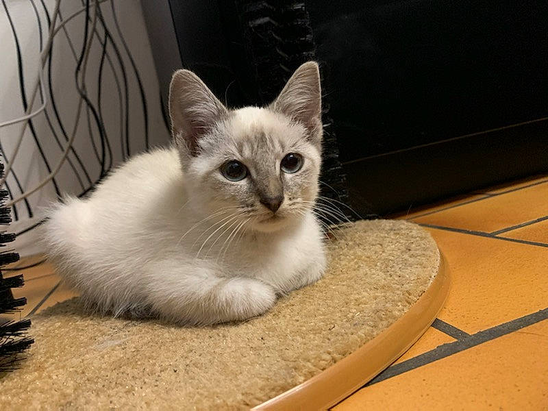 Hadès participe au concours pour gagner de l'argent avec cette photo : birman, box, carnivore, cat, cat_furniture, cat_supply, comfort, domestic_short_haired_cat, eye, fawn, felidae, flooring, fur, paw, pet_supply, small_to_medium_sized_cats, tail, terrestrial_animal, thai, whiskers