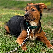 Bodhi Wan Kenobi joined the competition — help win amazing prizes! accessories, animal, beagle, bulldog, canine, chain, dog, germanshepherd, grass, hound, leash, outdoors, person, pet, plant, policedog, puppy, snout, strap, walkingdog