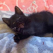 Prince Lee is registered to the contest to win money with this photo: black_kitten, cat, paw, feline, cute, pet, animal, lying_down, towel, blanket, playful, indoor, fur, young_cat, sleepy, cozy, domestic_cat, whiskers, ears, mouth_open