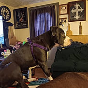 Zuse is registered to the contest to win money with this photo: dog, purple_harness, blanket, living_room, painting, curtain, furniture, decor, window, clock, table, floor, brown_dog, indoor, pet, canine, animal, household, seated, side_view