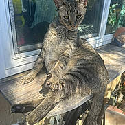 Magic is registered to the contest to win money with this photo: animal, cat, claws, closeup, decorations, feline, garden, houseplant, outdoor, paw, pet, relaxed, screen, sitting, stretching, sunlight, tabby, whiskers, window, wooden_surface