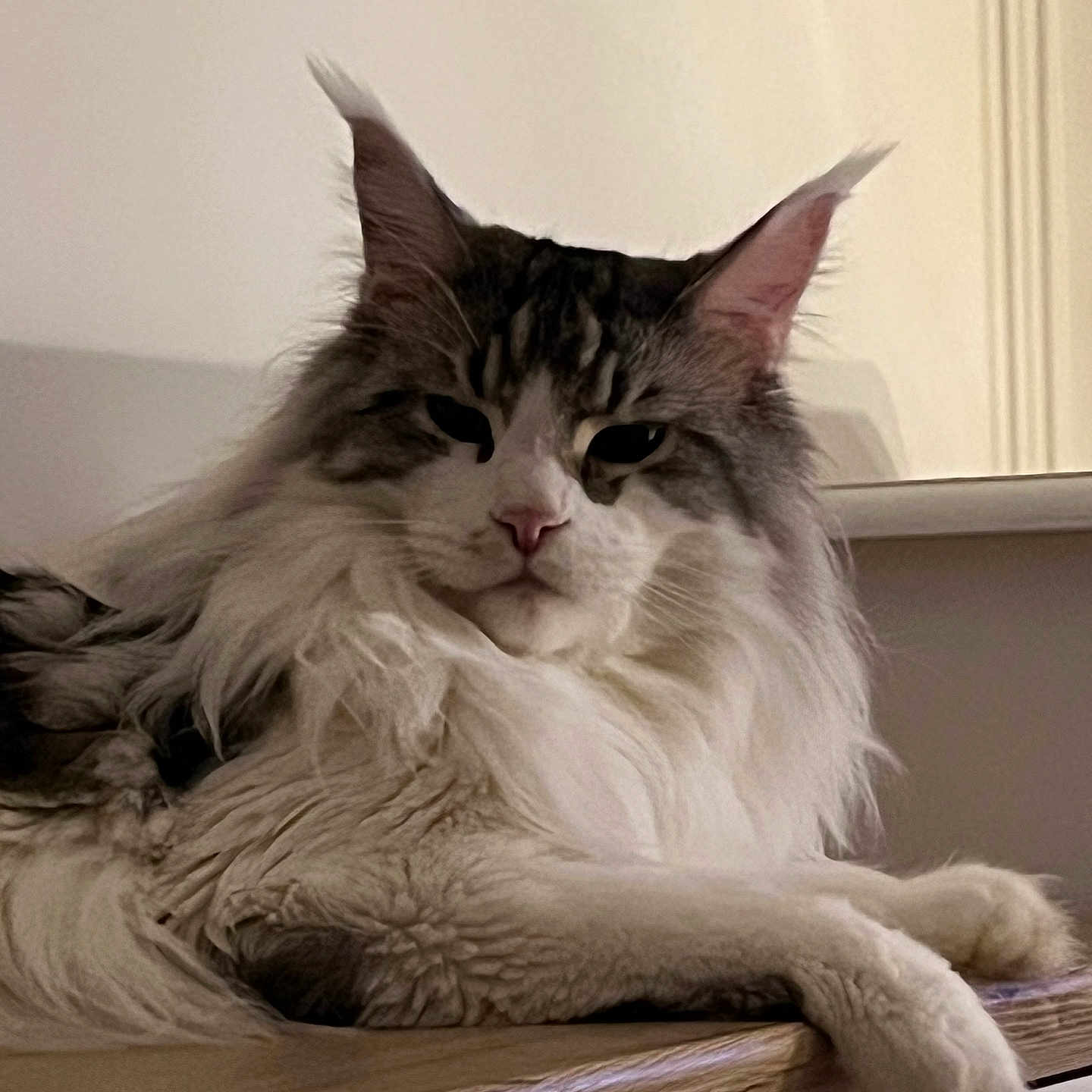 Ulysse participe au concours pour gagner de l'argent avec cette photo : animal, calm, cat, cute, domestic_cat, ears, face, feline, fluffy, fur, indoor, long_hair, lounging, majestic, paw, pet, relaxed, resting, whiskers, wooden_surface