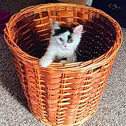 Miss Callie joined the competition — help win amazing prizes! animal, basket, carpet, cat, cozy, curious, cute, feline, furniture, home, indoor, kitten, looking, paws, pet, playful, resting, small, wicker, young