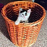 animal, basket, carpet, cat, cozy, curious, cute, feline, furniture, home, indoor, kitten, looking, paws, pet, playful, resting, small, wicker, young