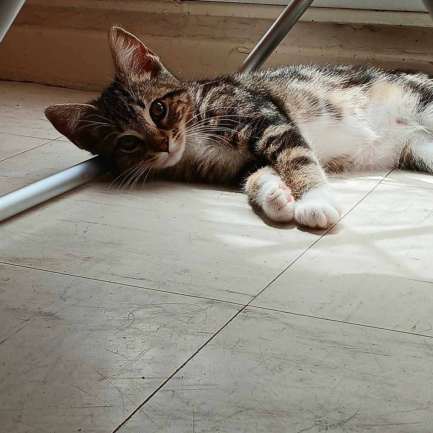 Zora a rejoint le concours — aidez-le/la à gagner de superbes lots ! abyssinian, accessories, animal, architecture, building, cat, chair, couch, furniture, hardwood, indoors, kitten, livingroom, manx, person, pet, plywood, sleeping, strap, wood