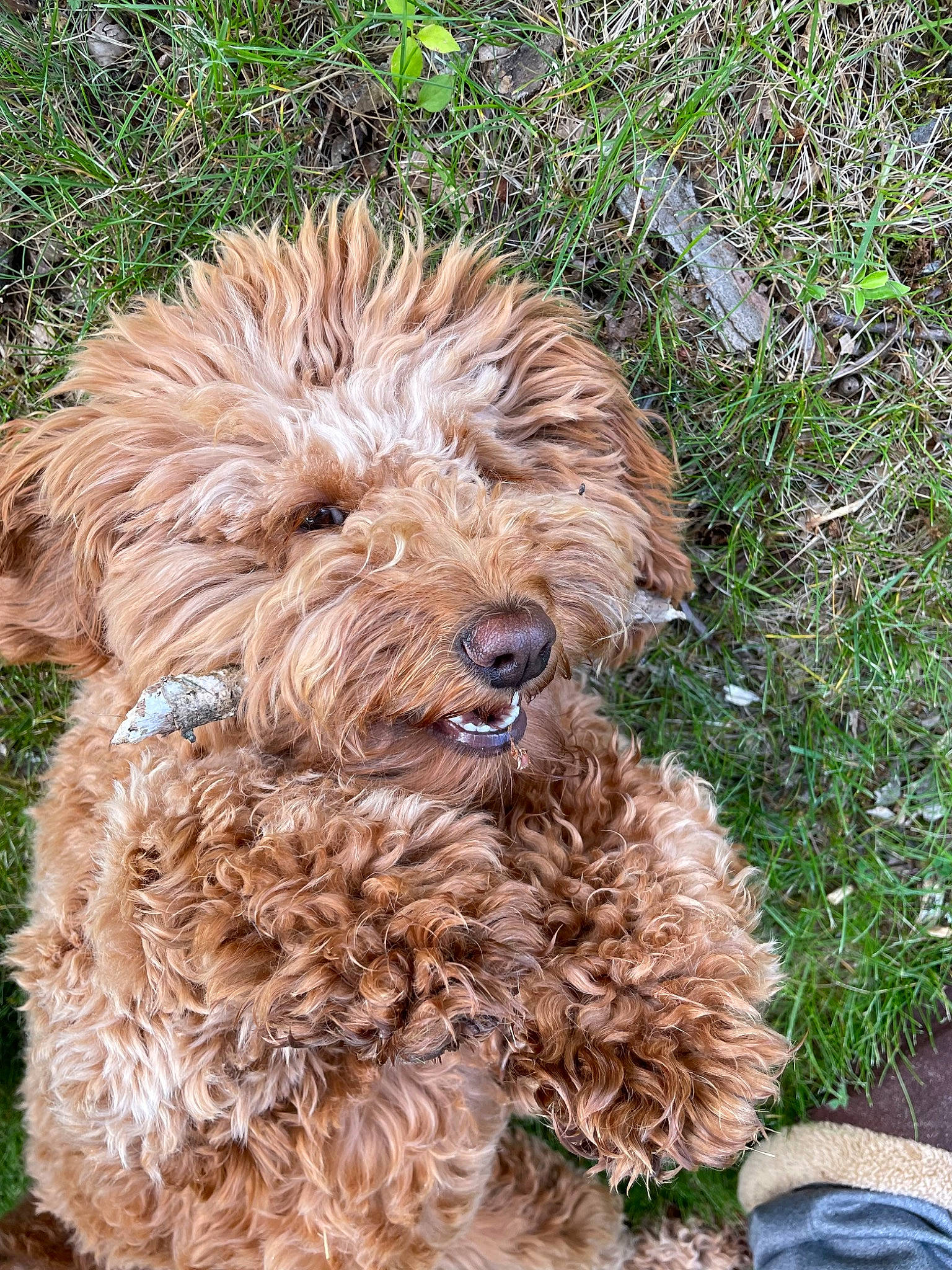 Beasley is registered to the contest to win money with this photo: canidae, carnivore, companion_dog, dog, dog_breed, dog_collar, event, fur, grass, liver, plant, poodle, soil, sporting_group, terrestrial_animal, terrier, water_dog, working_animal, yorkipoo