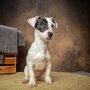 Nitro a rejoint le concours — aidez-le/la à gagner de superbes lots ! dog, puppy, sitting, brown_background, woven_mat, wooden_crate, gray_blanket, pet, animal, cute, studio_photo, portrait, white_fur, black_patch, alert, ears, floor, indoor, small_dog, canine