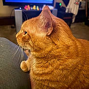 Squeaky is registered to the contest to win money with this photo: cat, orange_cat, feline, pet, indoor, close_up, profile, fur, whiskers, ears, relaxed, home, television, figurines, soft_surface, comfort, animal, cute, domestic_cat, mammal
