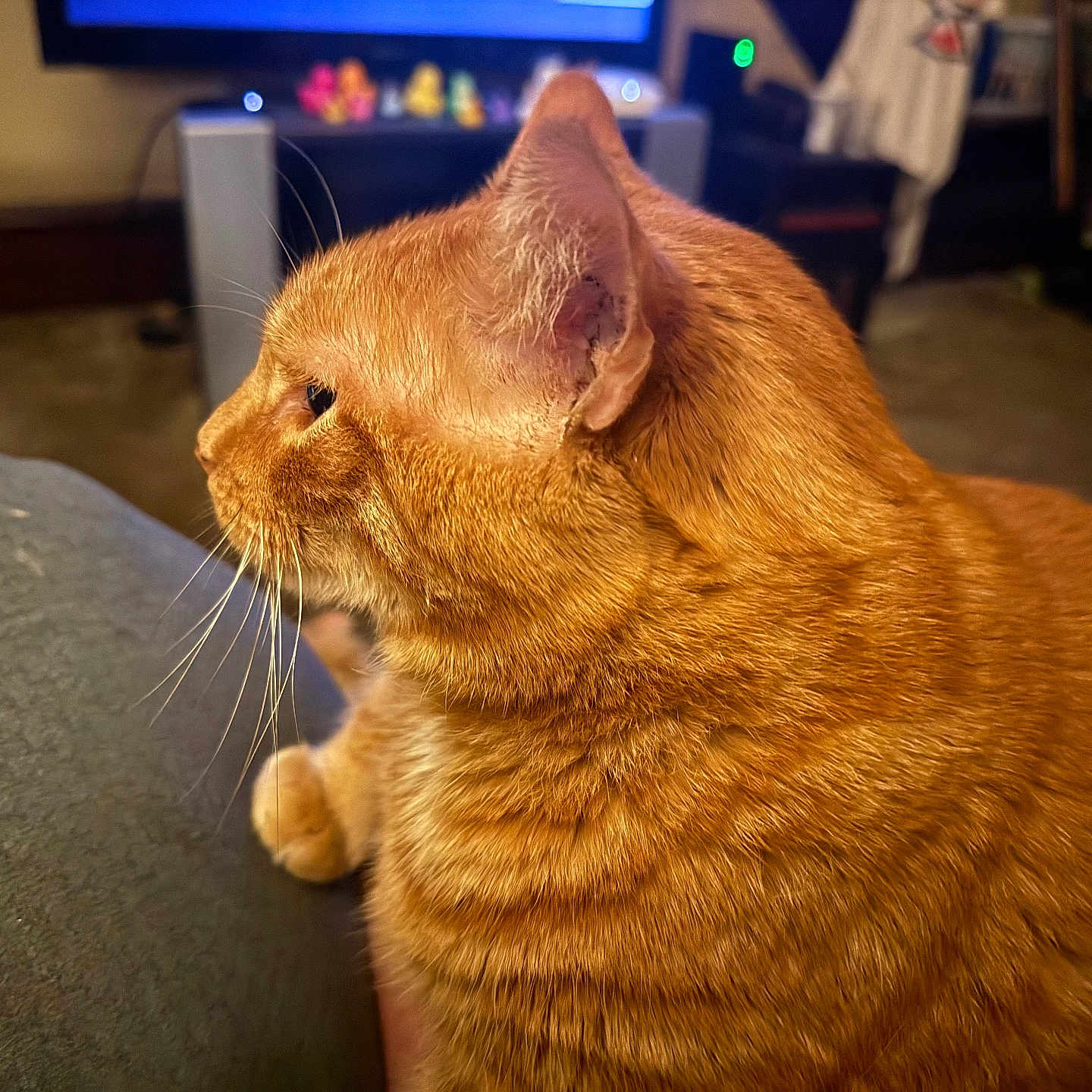 Squeaky