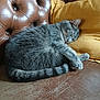 Tchoupi a rejoint le concours — aidez-le/la à gagner de superbes lots ! cat, couch, cozy, domestic_animal, feline, fur, gray_cat, home, indoor, leather_couch, nap, pet, pillow, relaxed, resting, sleeping, tabby, tail, whiskers, yellow_pillow
